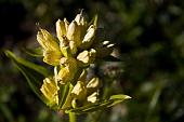 08_Genziana punteggiata